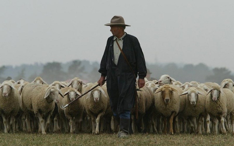 Following the Shepherd Not the Sheep