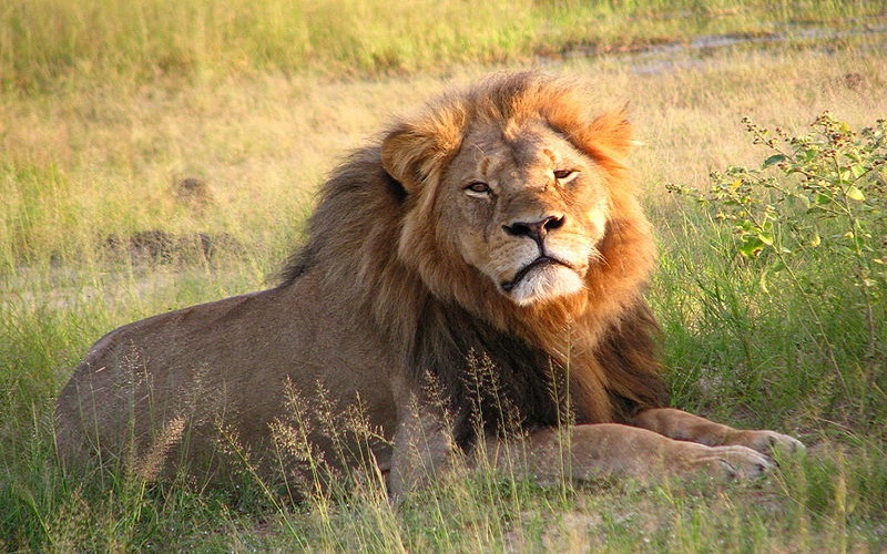 Tears for Cecil