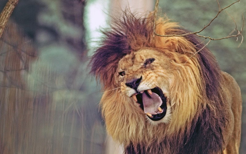 Fury