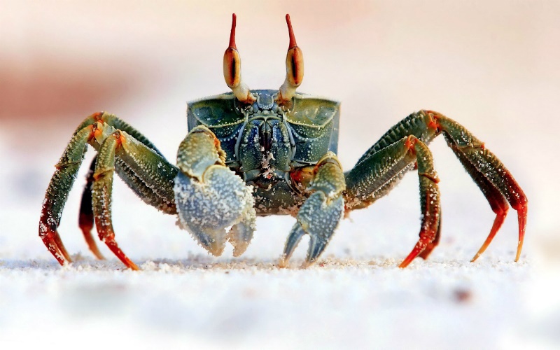 Of Shellfish and Polyester: The More You Know