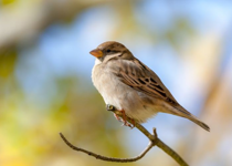 His Eye Is on the Sparrow