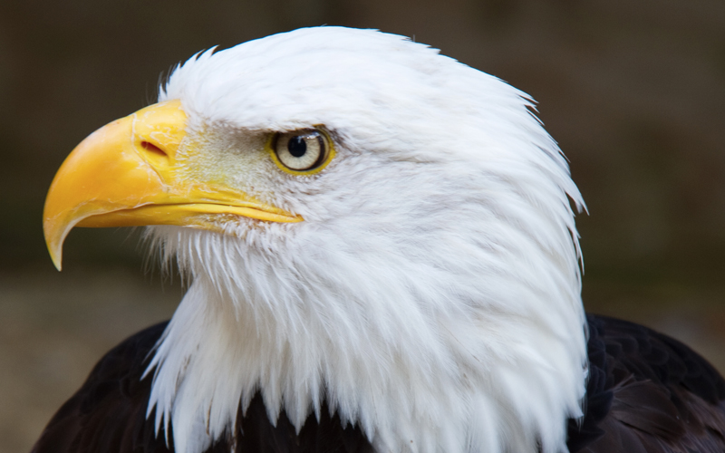 Preserving the sacred fire of Liberty