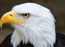 Preserving the sacred fire of Liberty