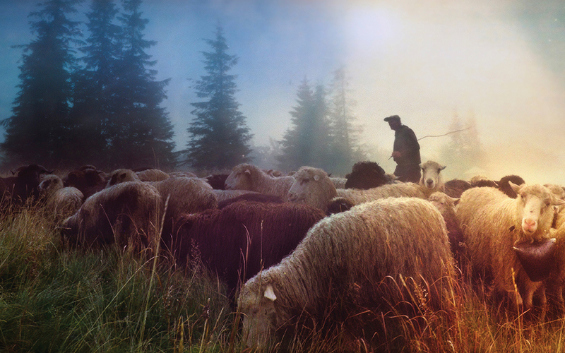 A Shepherd’s Sacrifice Worthy of a Flock’s Thanks