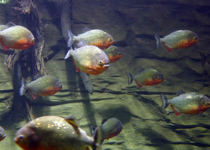 The Ghoulish Piranhas of the GOP Swamp Swarm Roy Moore