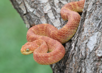 The Slithering Deception of ‘Progressive Christianity’