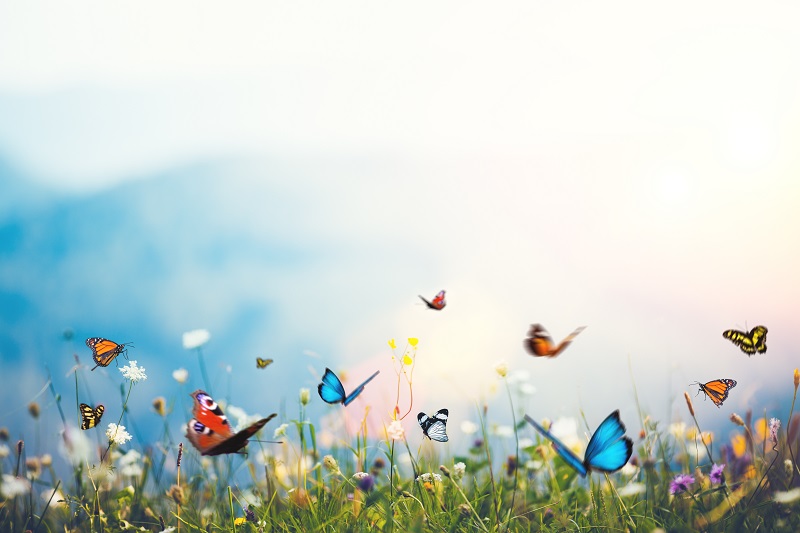 Abortion: Butterflies or Butchery?