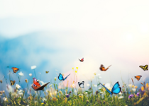 Abortion: Butterflies or Butchery?