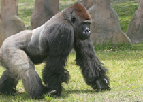 A Gorilla, a Boy, and God's Created Order