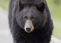 Yes, It's Okay to Shoot a Bear
