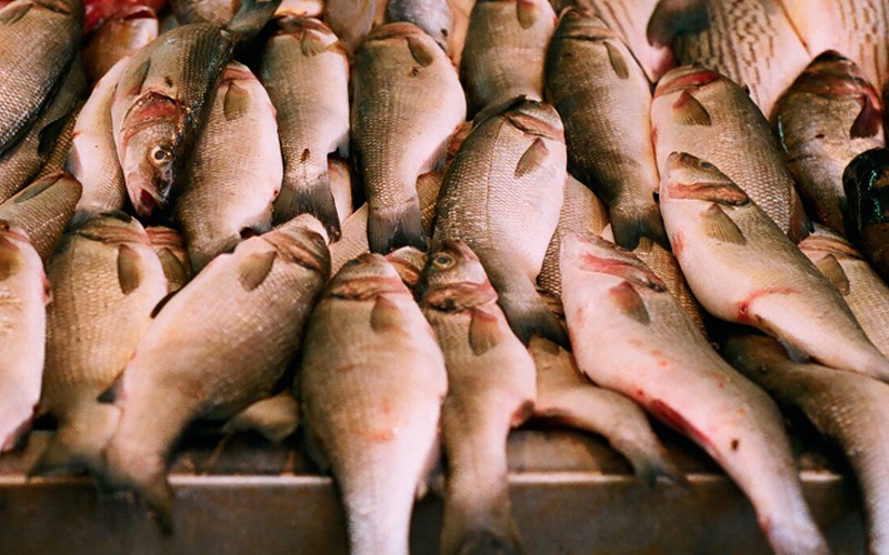 Something Smells Fishy...