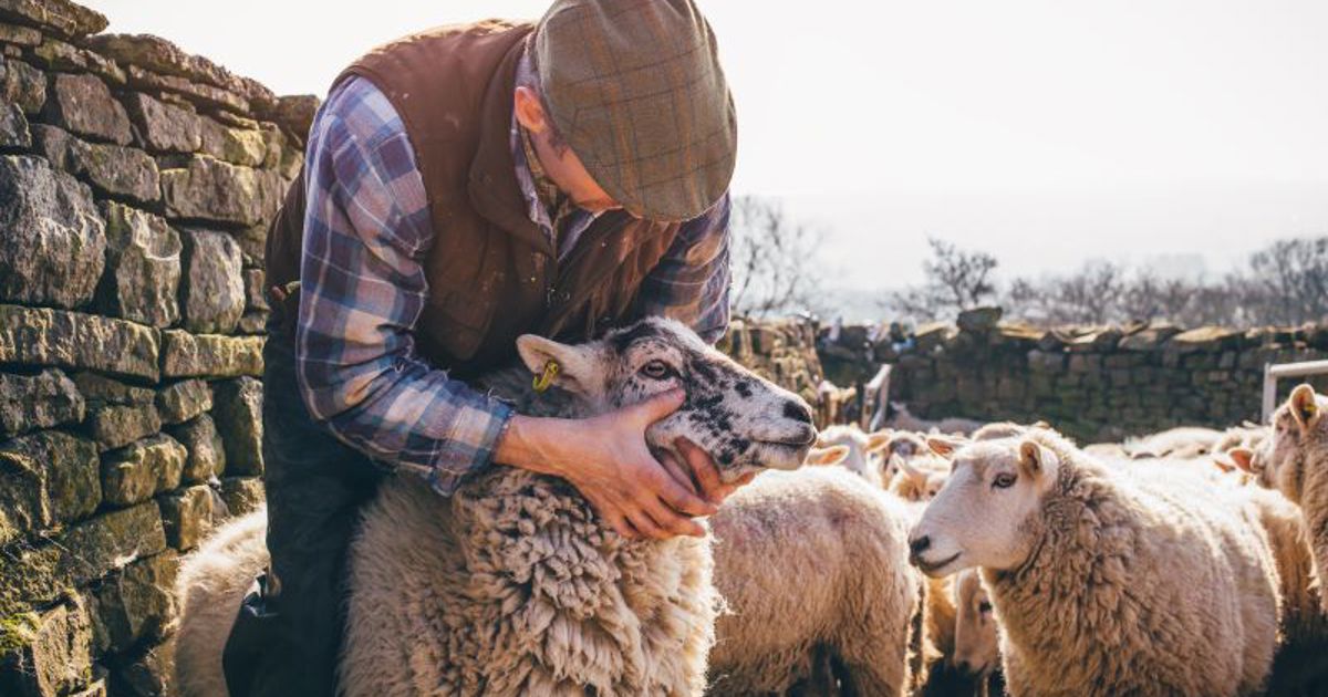 AFA - Sheep in Need of a Shepherd (Part 2)