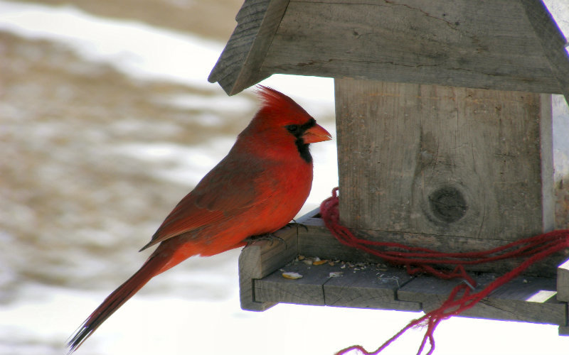The Man and the Bird Feeder