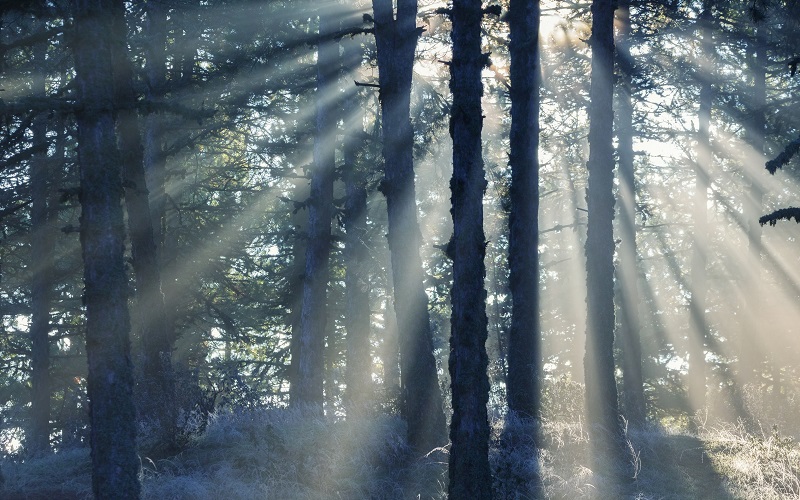 A Meeting with God in a Tree Stand