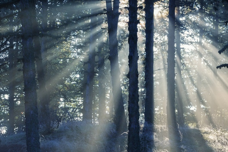 A Meeting with God in a Tree Stand