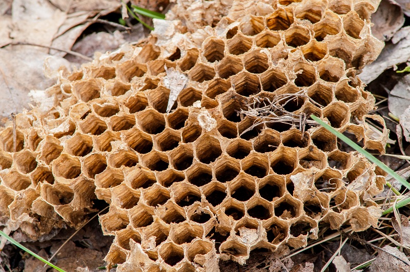On Little Boys, Wasps, and Ancient Towers