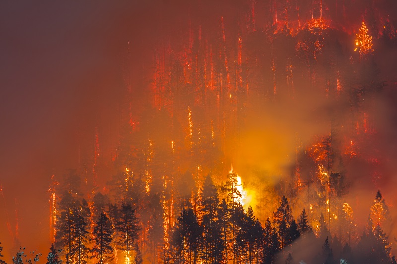 Subpoenas, Jihadis, Priests, Bakers, & Wildfires