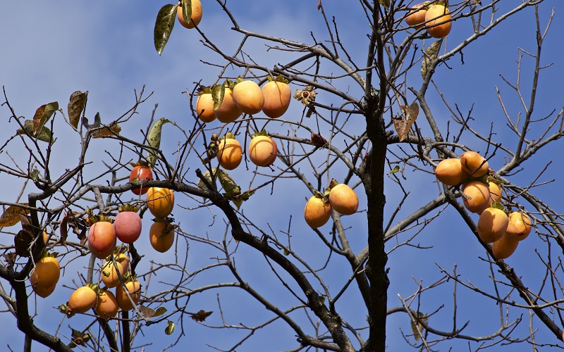 The Fruit That Summons