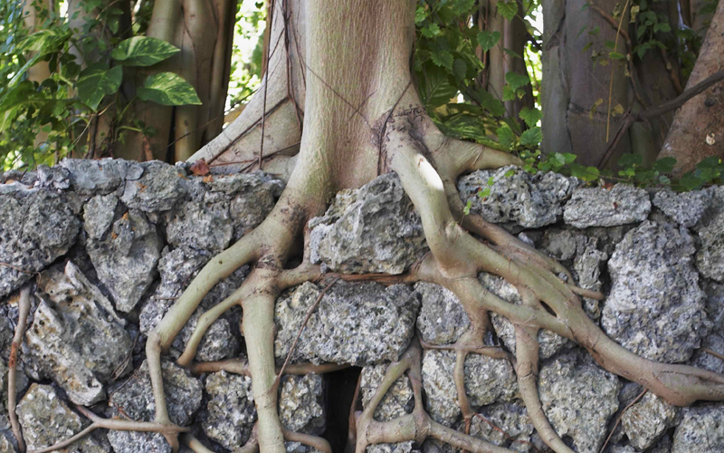 ROOTED IN BAD SOIL: HOW AN UNBELIEVING HEART PRODUCES FALSE IDEOLOGIES