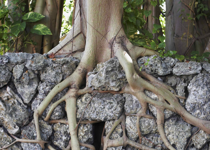 ROOTED IN BAD SOIL: HOW AN UNBELIEVING HEART PRODUCES FALSE IDEOLOGIES