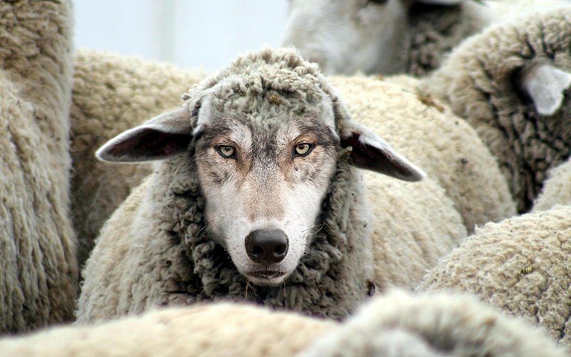 Wolves in Sheep’s Clothing