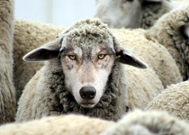 Wolves in Sheep’s Clothing