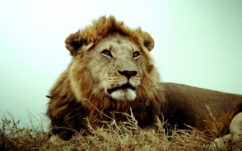 See You That Lion