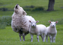 Does a False Teacher Know He's a False Teacher?