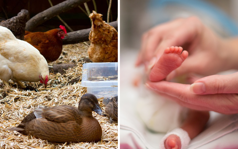 The Left: Chickens and Ducks Rate Higher Than Babies