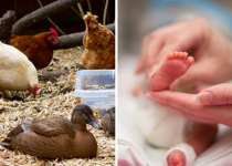 The Left: Chickens and Ducks Rate Higher Than Babies