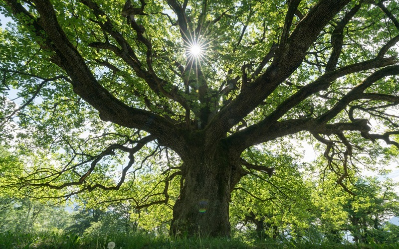 From ER Doctor to Tree Advocate