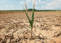 A Famine Only Prayer Can Heal