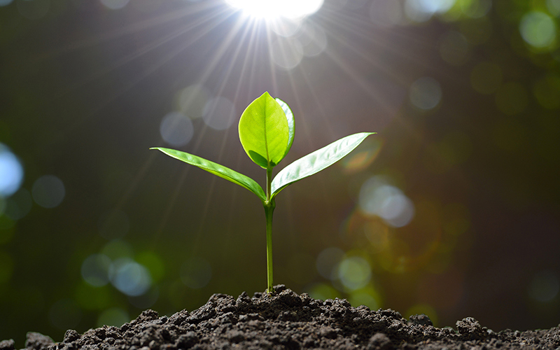 Parables for Spiritual Growth