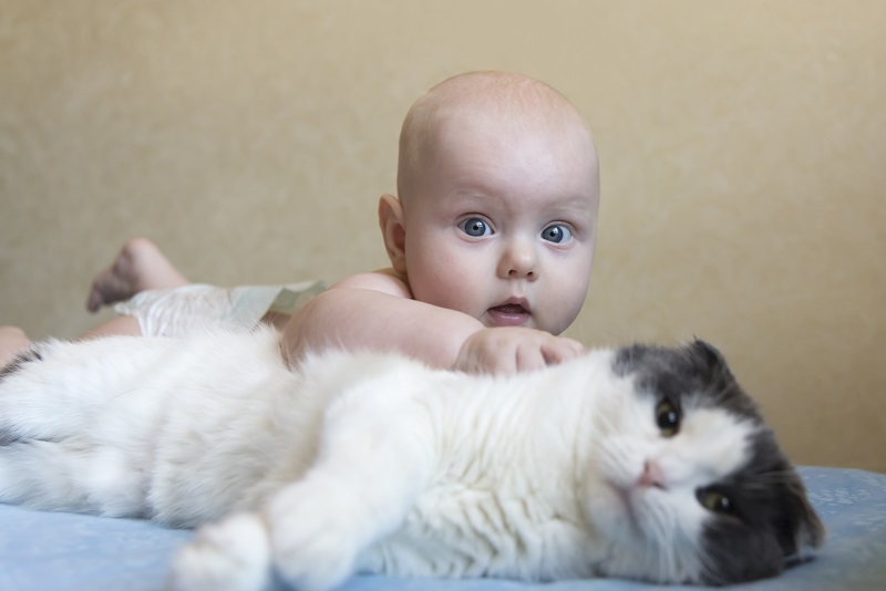 New York, Babies, & Cats