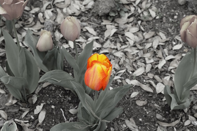 True Colors