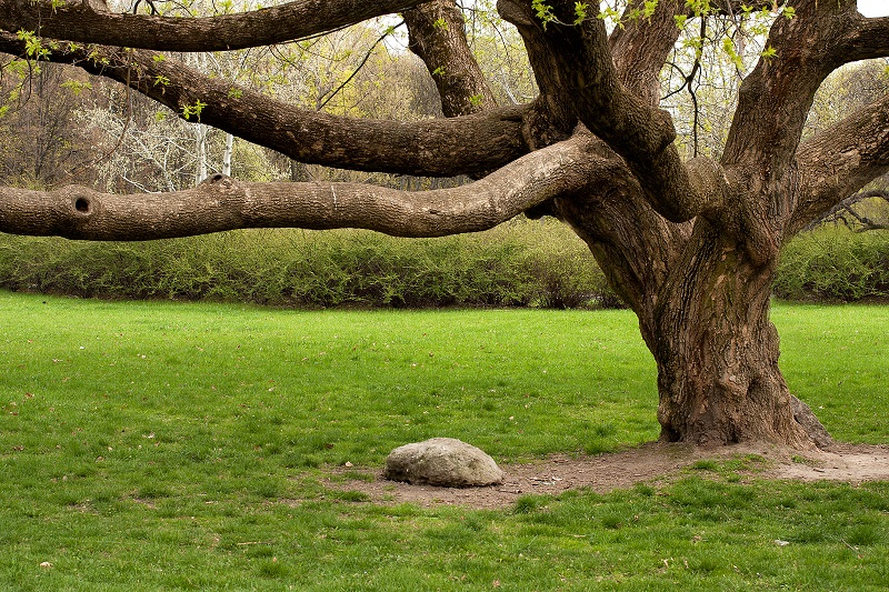 Sycamore in Waiting