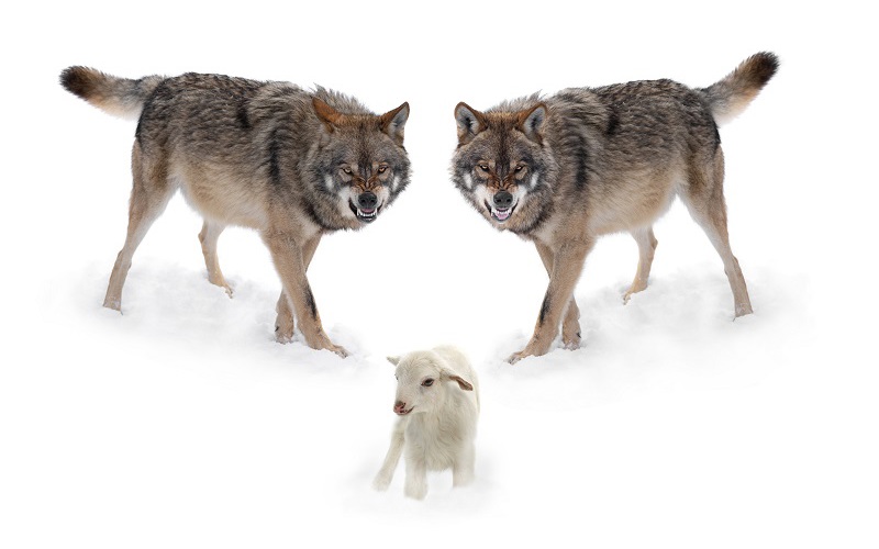 Where Is the Shepherd?
