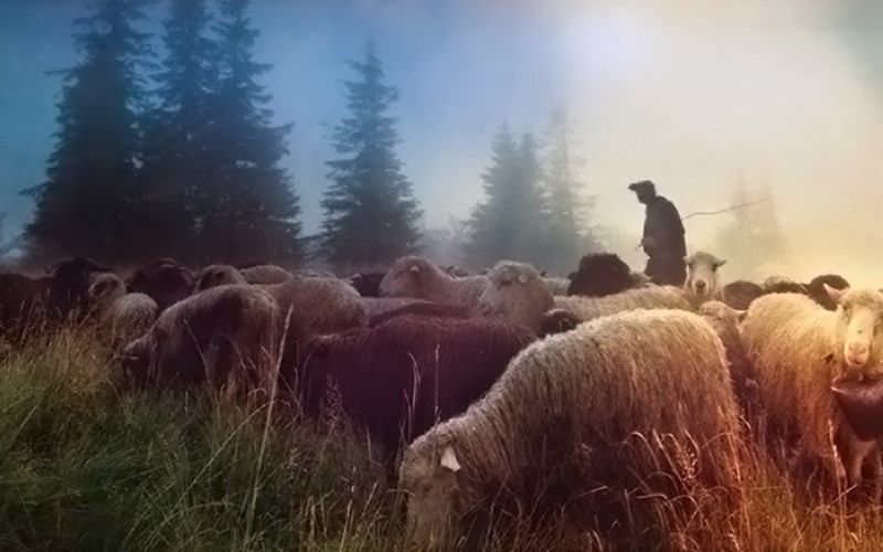 The Shepherds and the Shepherd