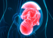 Yes, Halsey, the Baby in Your Womb Is a Mini-Human