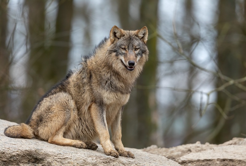 Lone Wolf Christianity