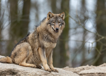 Lone Wolf Christianity