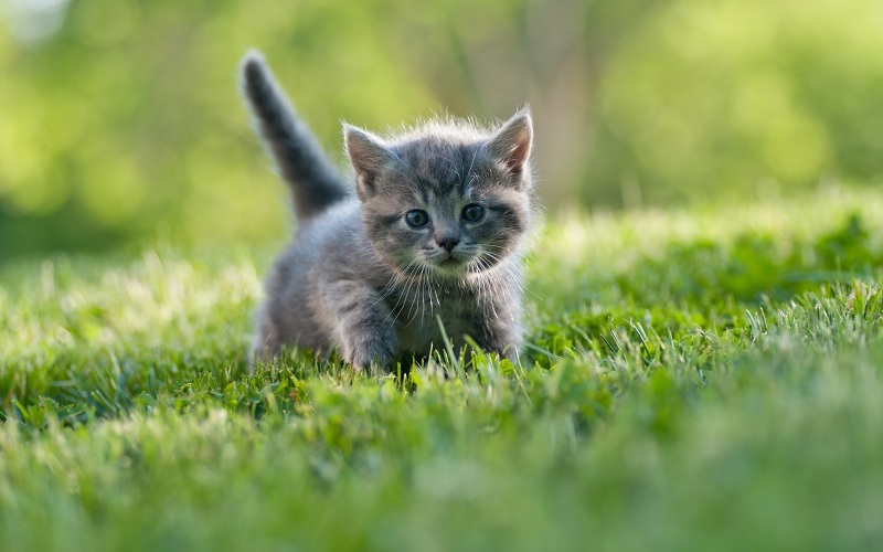 The Cat from Heaven