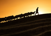 John Newton: The Great Shepherd and His Sheep