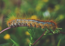 The Spiritual Chrysalis