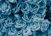 Have a Blessed Mother's Day!
