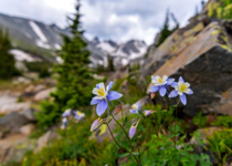 Remembering the Wildflowers