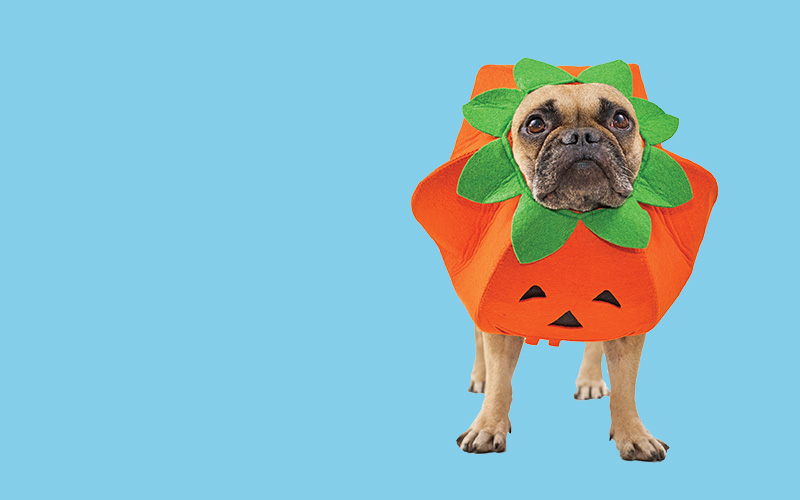 Confused About That Halloween Thing?
