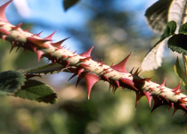 Little Thorns
