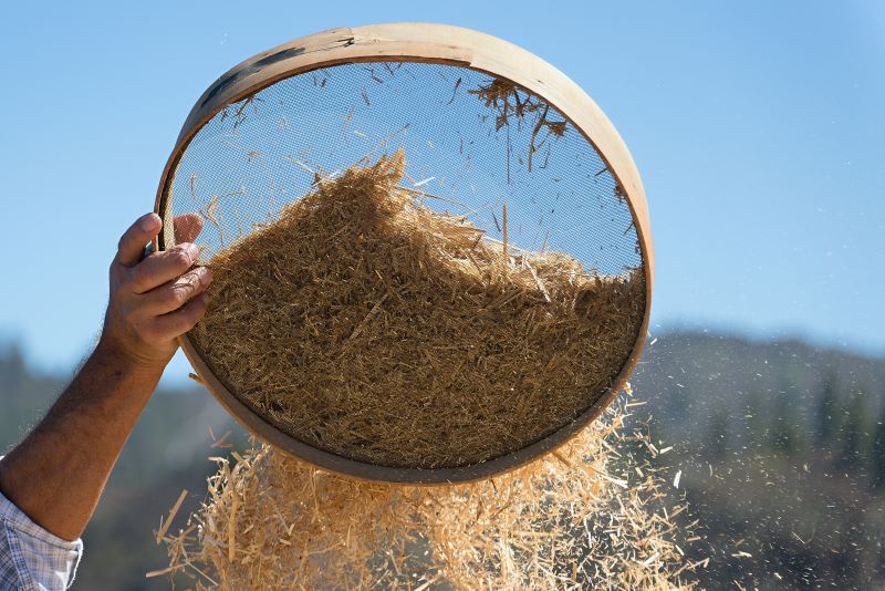 AFA.net - Sorting Out Truth and Lies Like Wheat and Chaff - Vimarsana News