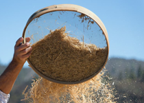 Sorting Out Truth and Lies Like Wheat and Chaff